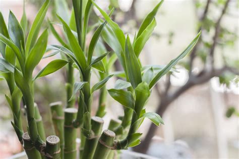 家樂花風水|風水植物｜不只富貴竹！7款招財/招桃花植物推介+不 